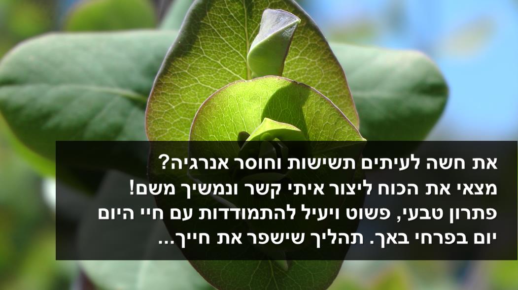 פירחי באך - רוני בן דוד - חוסר אנרגיה, תשישות וחולשה אצל נשים