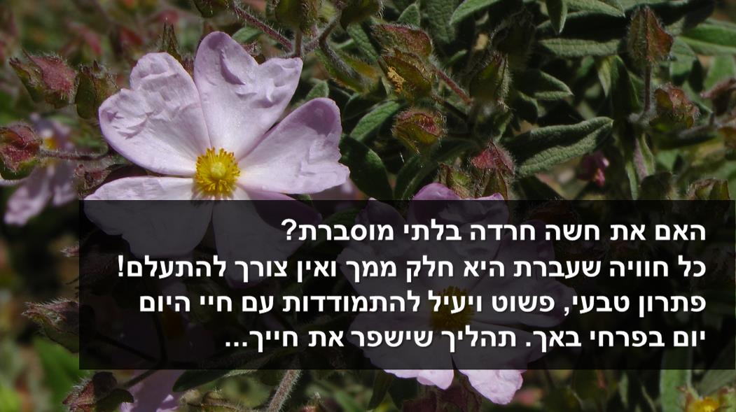 פירחי באך - רוני בן דוד - טיפול טבעי פחדים וחרדות אצל נשים